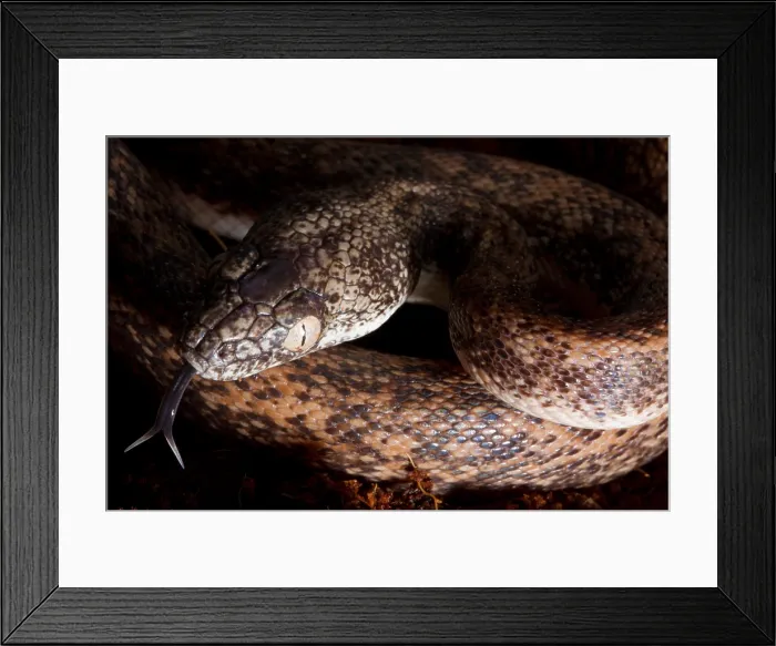 Framed Print : Savu Python (Liasis mackloti savuensis) Framed Print : Savu Python (Liasis mackloti savuensis)