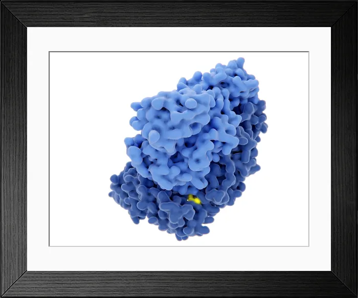 Framed Print : HIV-1 reverse transcriptase, molecular model Framed Print : HIV-1 reverse transcriptase, molecular model