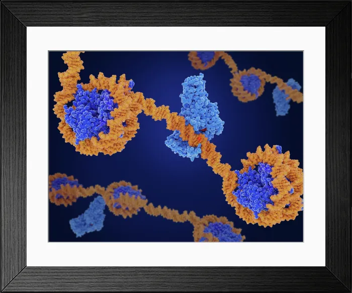 Framed Print : Epigenetics: DNA methylation by the DNA methyl transferase I (DMNT1) Framed Print : Epigenetics: DNA methylation by the DNA methyl transferase I (DMNT1)