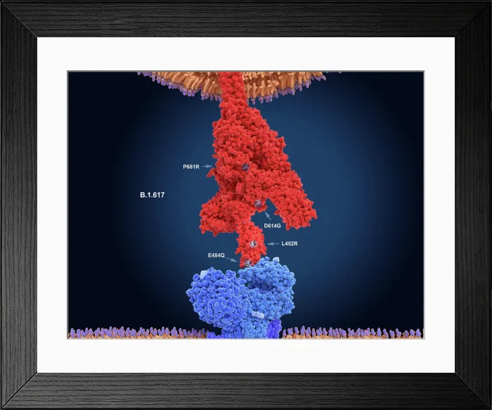 Framed Print : Main mutation sites of the B.1.617 COVID-19 Delta variant Framed Print : Main mutation sites of the B.1.617 COVID-19 Delta variant
