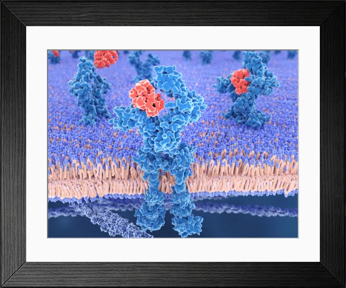 Framed Print : Interleukin 13 binds to the IL-13-receptor Framed Print : Interleukin 13 binds to the IL-13-receptor
