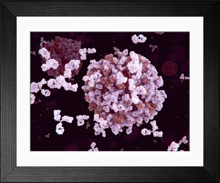 Framed Print : Antibodies binding to an influenza virus Framed Print : Antibodies binding to an influenza virus