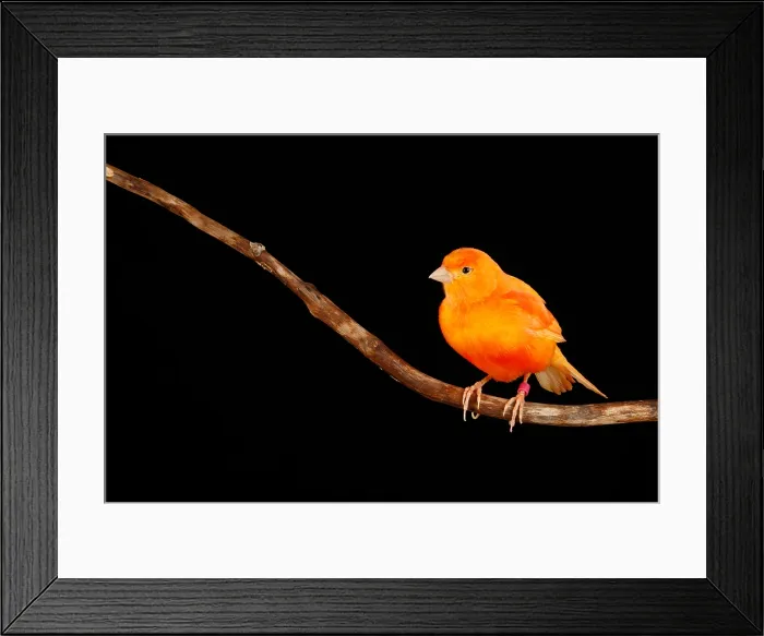 Framed Print : Red Factor Canary on Branch Framed Print : Red Factor Canary on Branch