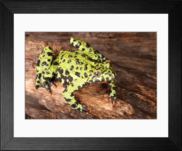 Framed Print : Fire Bellied Toad (Bombina orientalis)