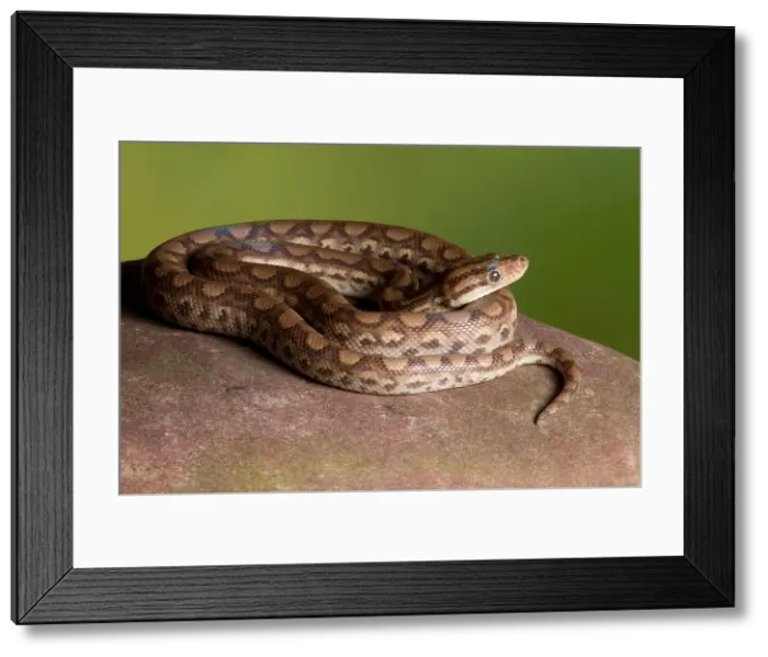 Framed Print : Colombian Rainbow Boa (Epicrates maurus )