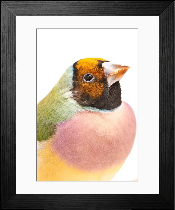 Framed Print : Gouldian Finch (Erythrura gouldiae) Portrait Framed Print : Gouldian Finch (Erythrura gouldiae) Portrait