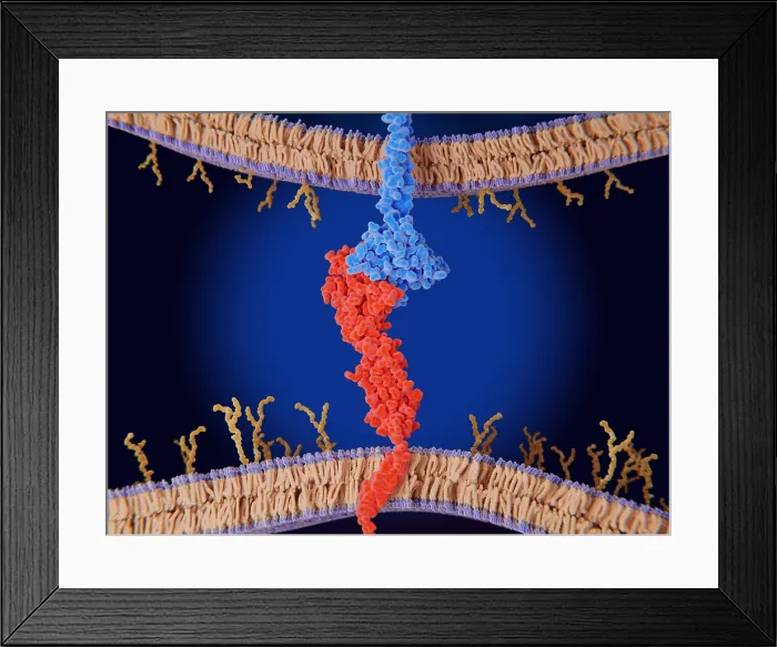 Framed Print : Immune checkpoint: Interaction between PD-1 and PD-L1 inhibits T-cells Framed Print : Immune checkpoint: Interaction between PD-1 and PD-L1 inhibits T-cells