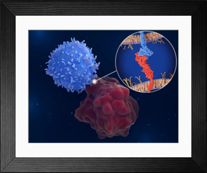 Framed Print : Immune checkpoint: Interaction between PD-1 and PD-L1 inhibits T-cells Framed Print : Immune checkpoint: Interaction between PD-1 and PD-L1 inhibits T-cells