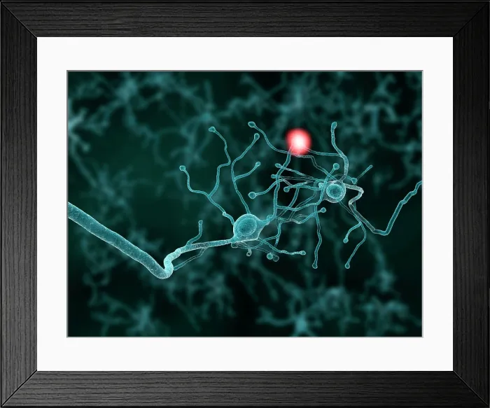Framed Print : Nerve cells, artwork Framed Print : Nerve cells, artwork