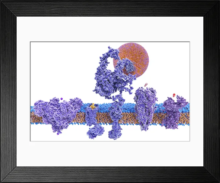 Framed Print : Structure variety of membrane proteins Framed Print : Structure variety of membrane proteins