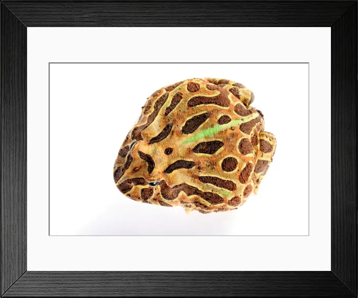 Framed Print : South American Horned Frog Framed Print : South American Horned Frog