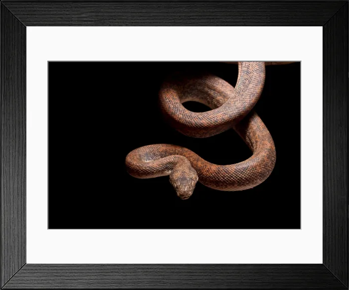 Framed Print : Savu Python on Tree Branch Framed Print : Savu Python on Tree Branch