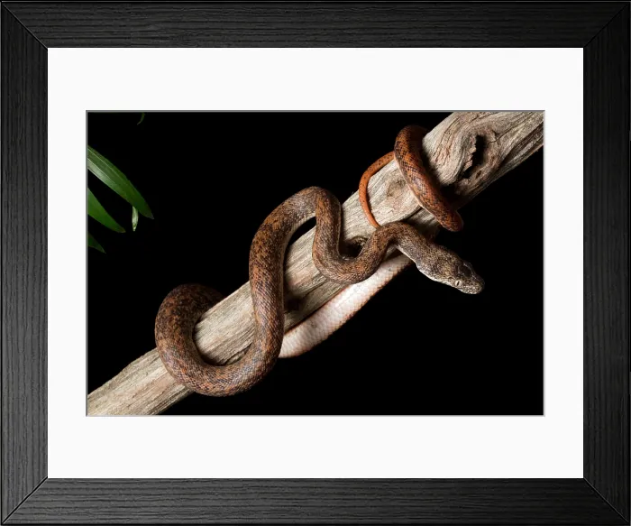 Framed Print : Savu Python on Tree Branch Framed Print : Savu Python on Tree Branch