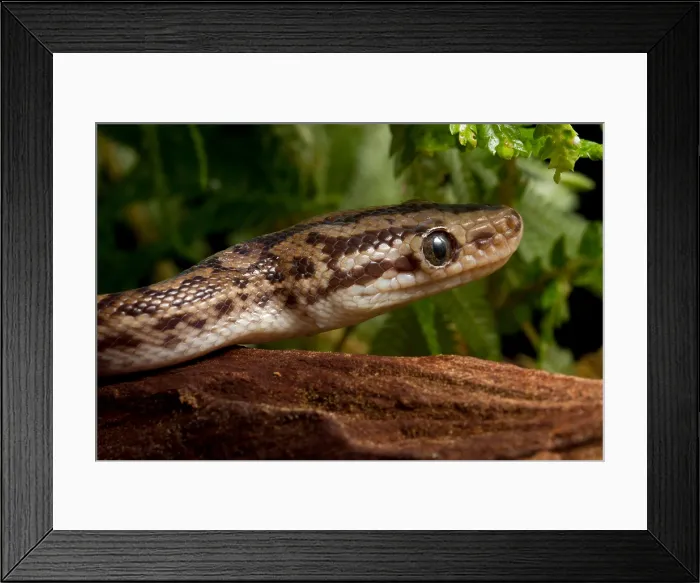 Framed Print : Colombian Rainbow Boa (Epicrates maurus) Framed Print : Colombian Rainbow Boa (Epicrates maurus)