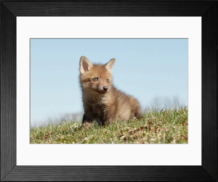Framed Print : Red Fox Kit Sitting in Grass - Looking Right Framed Print : Red Fox Kit Sitting in Grass - Looking Right