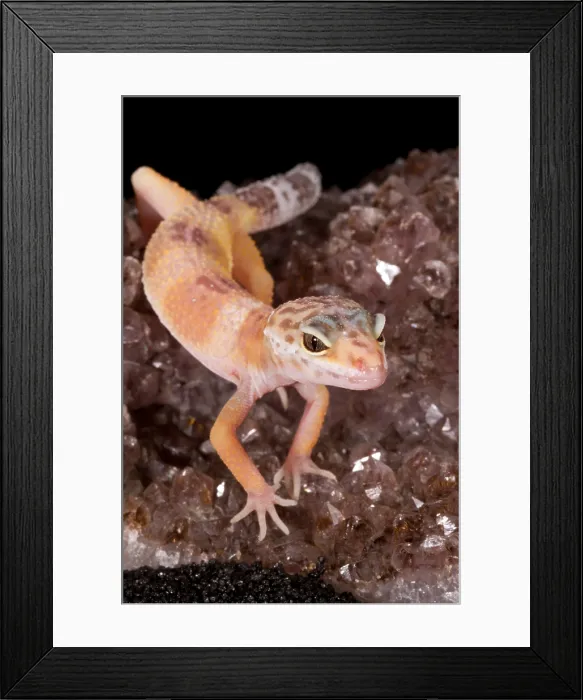 Framed Print : Leopard Gecko (Eublepharis macularius) on quartz Framed Print : Leopard Gecko (Eublepharis macularius) on quartz