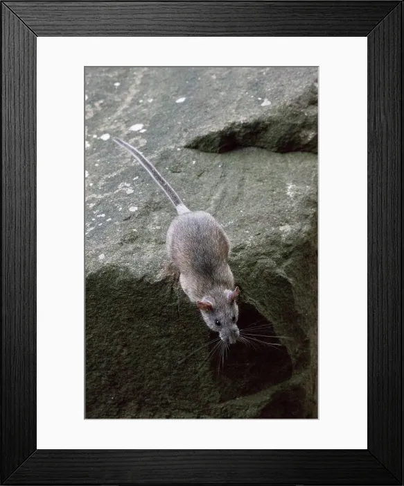 Framed Print : Allegheny Woodrat (Neotoma Magister) Framed Print : Allegheny Woodrat (Neotoma Magister)