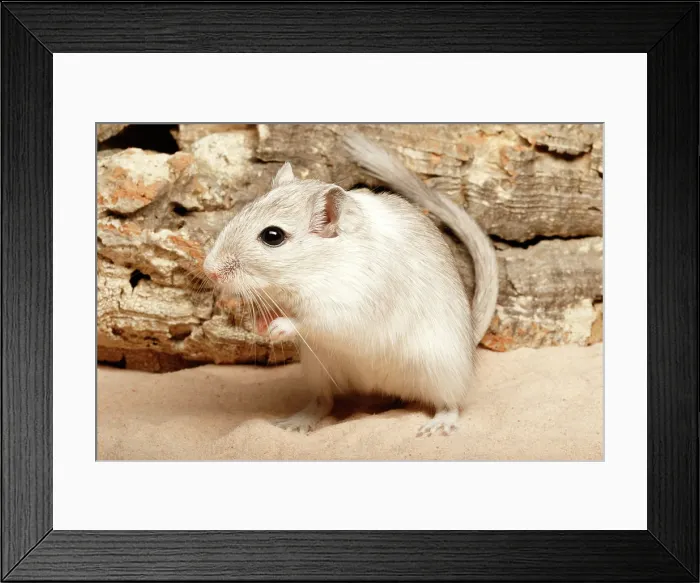 Framed Print : Gerbil on Sand Framed Print : Gerbil on Sand
