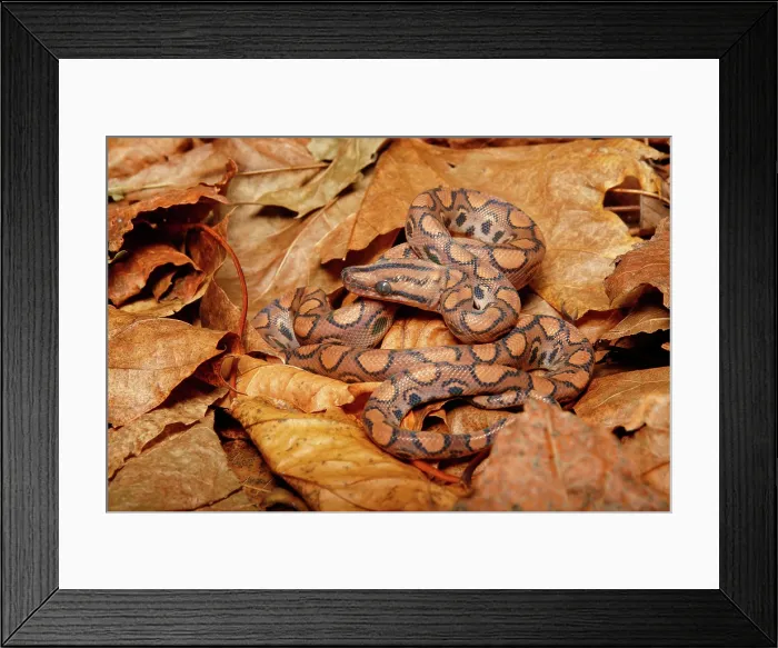 Framed Print : Brazilian Rainbow Boa on leaf litter Framed Print : Brazilian Rainbow Boa on leaf litter