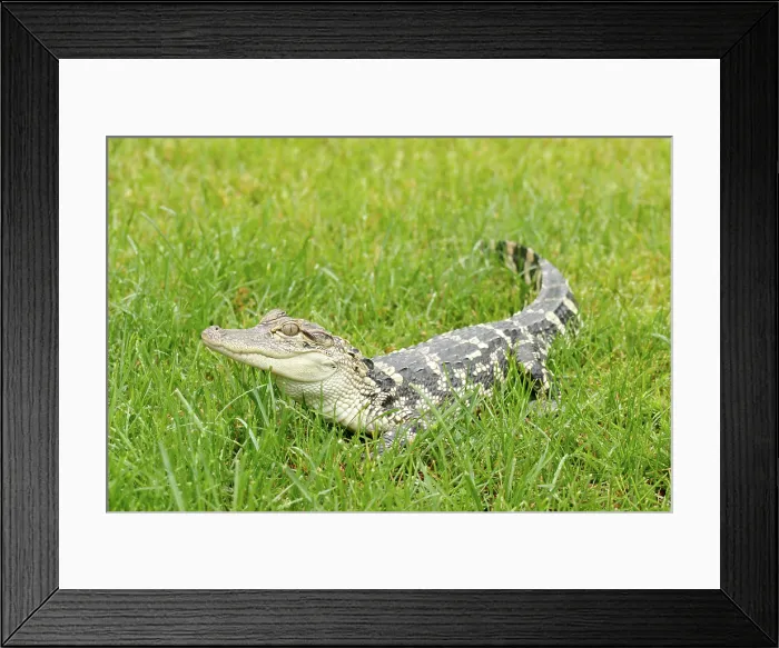 Framed Print : Young American Alligator in Grass Framed Print : Young American Alligator in Grass