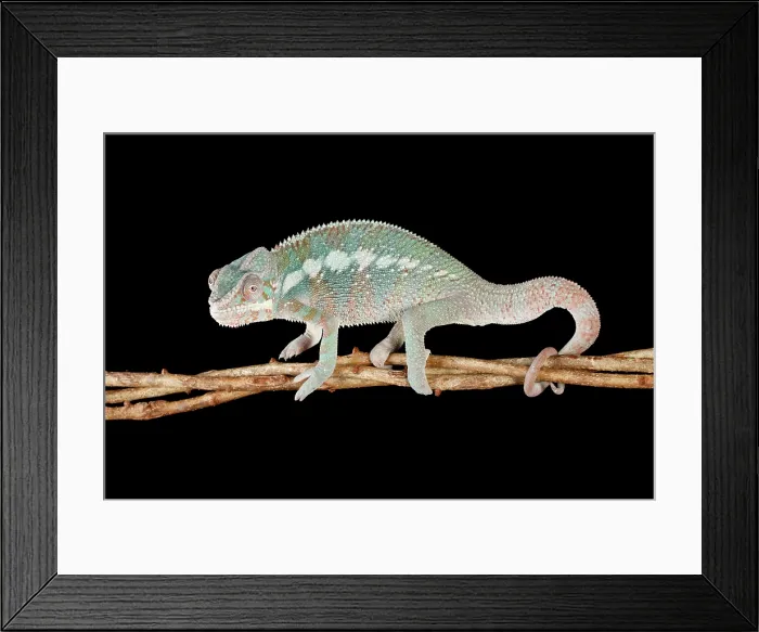 Framed Print : Panther Chameleon on Branch Framed Print : Panther Chameleon on Branch