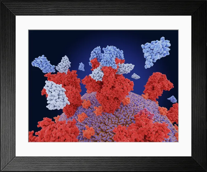 Framed Print : Nanobodies block SARS-CoV-2 infection Framed Print : Nanobodies block SARS-CoV-2 infection
