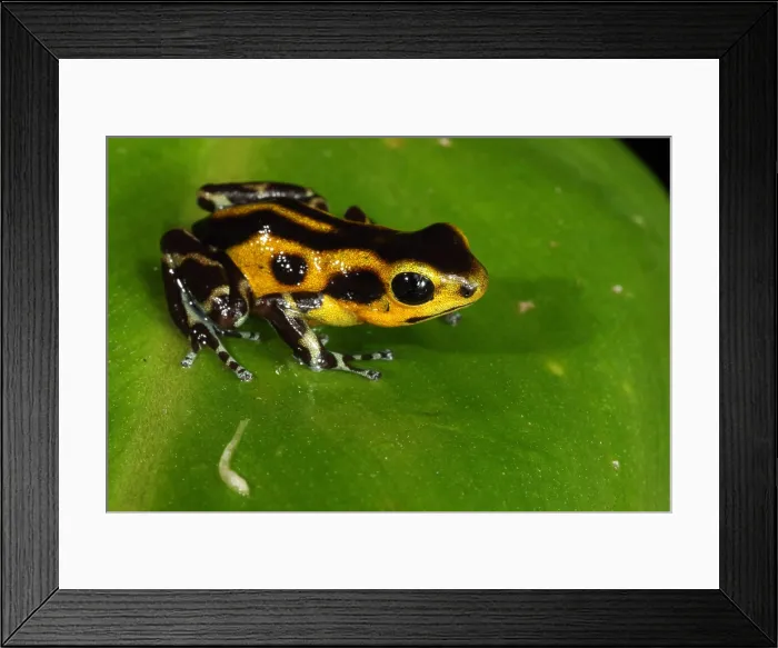 Framed Print : Poison Dart Frog (Oophaga pumilio) Framed Print : Poison Dart Frog (Oophaga pumilio)