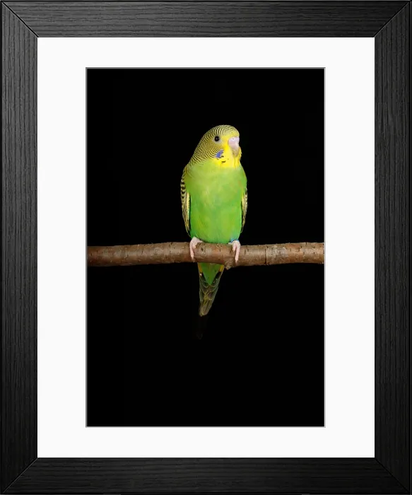Framed Print : Budgerigar (Melopsittacus undulatus) portrait Framed Print : Budgerigar (Melopsittacus undulatus) portrait