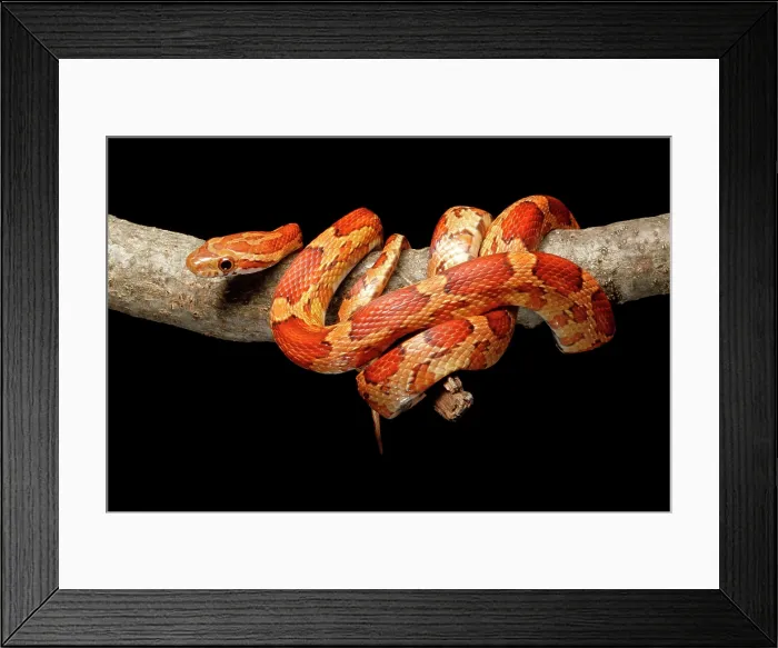 Framed Print : Corn Snake climbing on branch Framed Print : Corn Snake climbing on branch