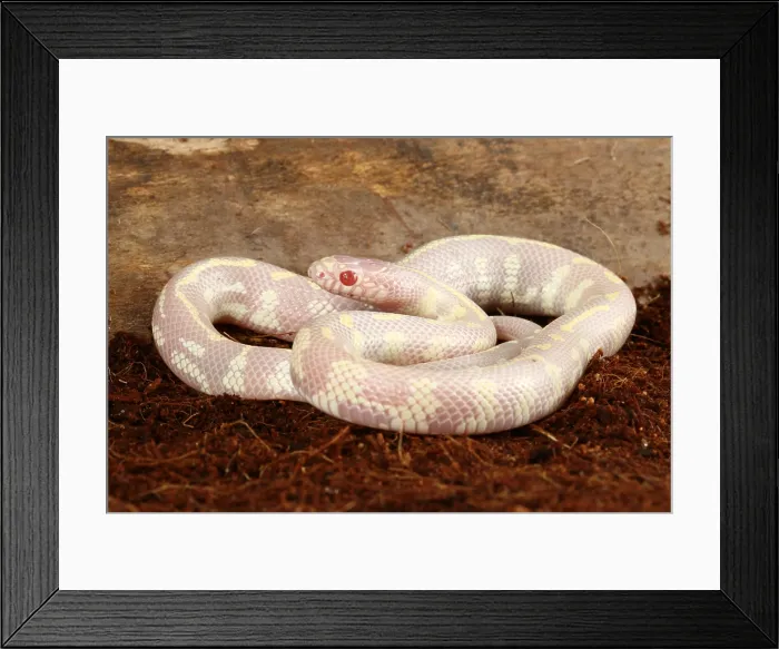 Framed Print : Albino California kingsnake Framed Print : Albino California kingsnake