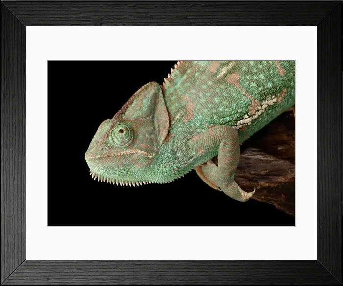 Framed Print : Veiled Chameleon (Chamaeleo calyptratus)