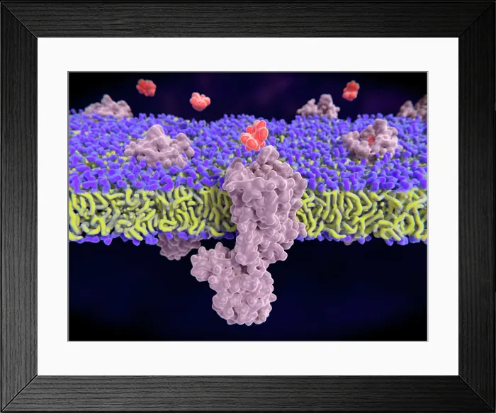 Framed Print : Morphine binding to opioid receptors, illustration
