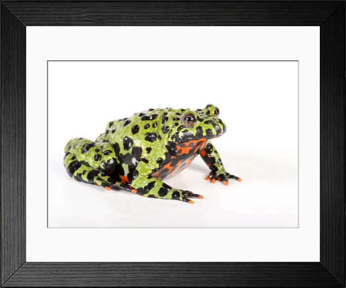 Framed Print : Fire Bellied Toad (Bombina orientalis) Framed Print : Fire Bellied Toad (Bombina orientalis)