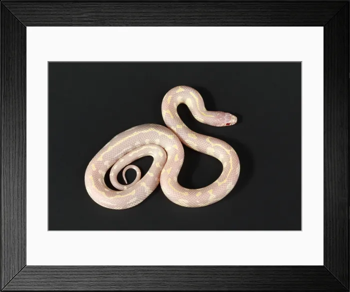 Framed Print : Albino California kingsnake Framed Print : Albino California kingsnake
