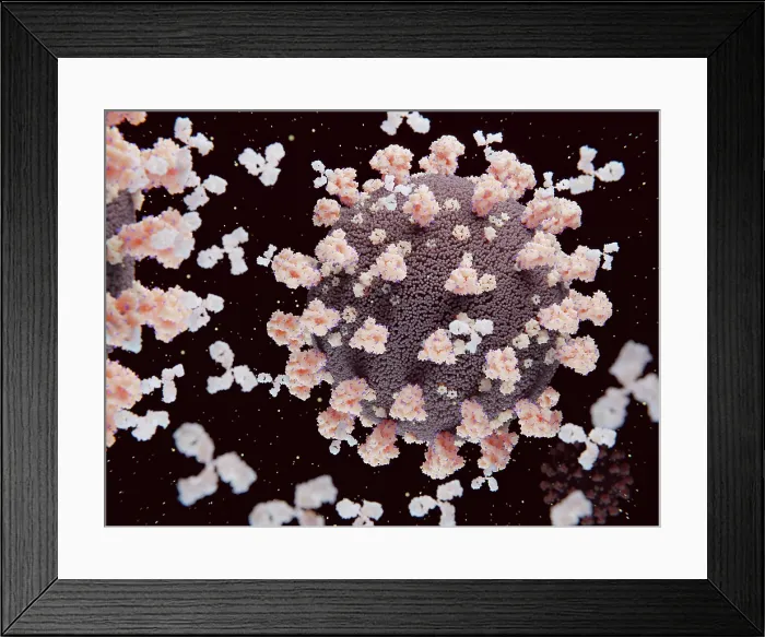 Framed Print : Antibodies binding and neutralizing coronaviruses SARS-CoV-2 Framed Print : Antibodies binding and neutralizing coronaviruses SARS-CoV-2