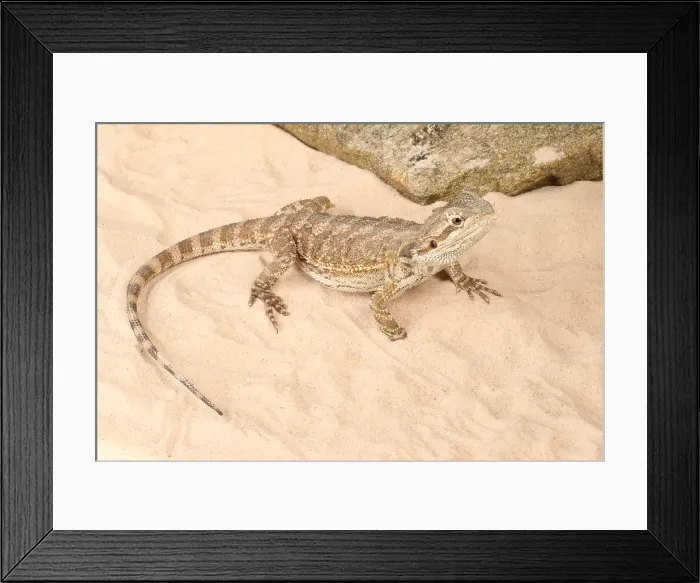 Framed Print : Bearded Dragon (Pogona sp.)
