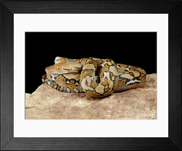 Framed Print : Reticulated Python on Rock Framed Print : Reticulated Python on Rock