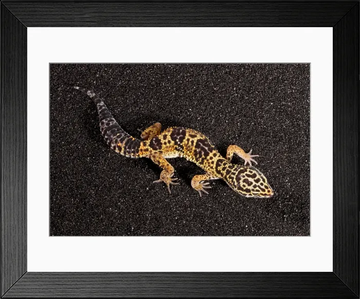 Framed Print : Leopard Gecko (Eublepharis macularius)