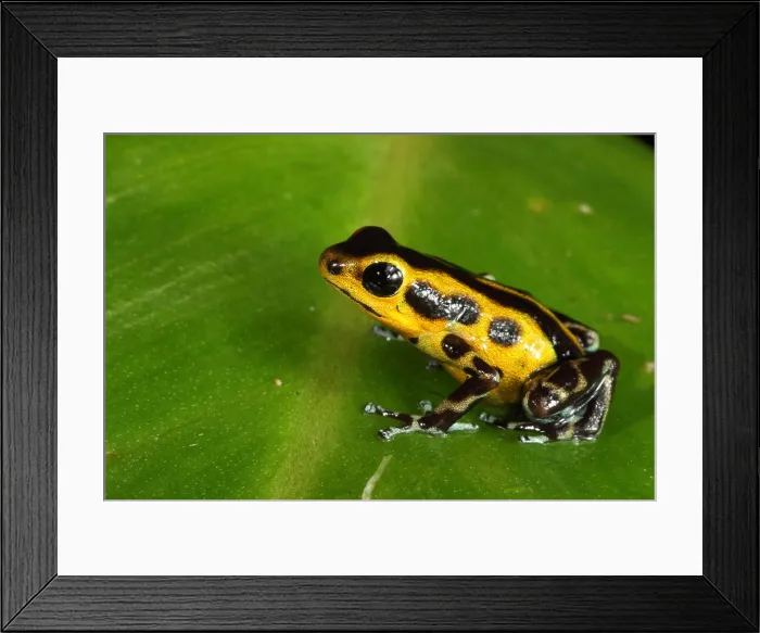 Framed Print : Poison Dart Frog (Oophaga pumilio) Framed Print : Poison Dart Frog (Oophaga pumilio)