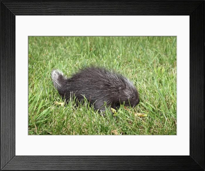 Framed Print : Porcupine in the grass Framed Print : Porcupine in the grass