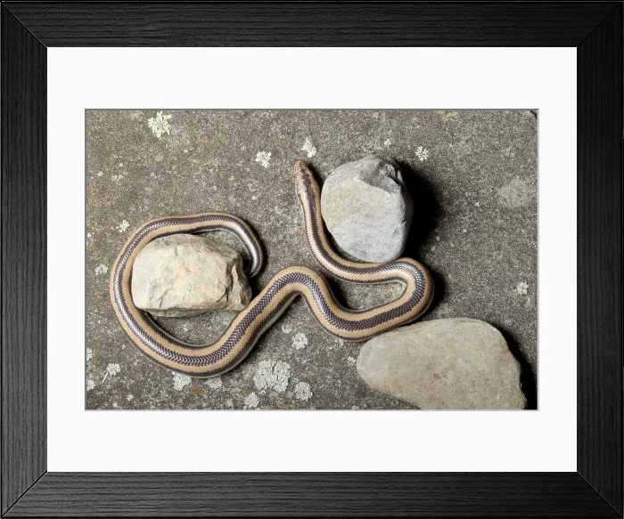 Framed Print : Rosy Boa (Lichanura trivirgata) Framed Print : Rosy Boa (Lichanura trivirgata)