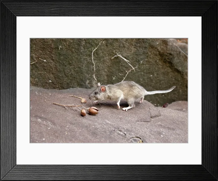Framed Print : Allegheny Woodrat in habitat Framed Print : Allegheny Woodrat in habitat