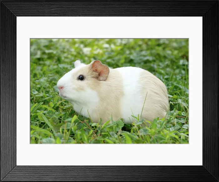 Framed Print : Guinea Pig in grass Framed Print : Guinea Pig in grass