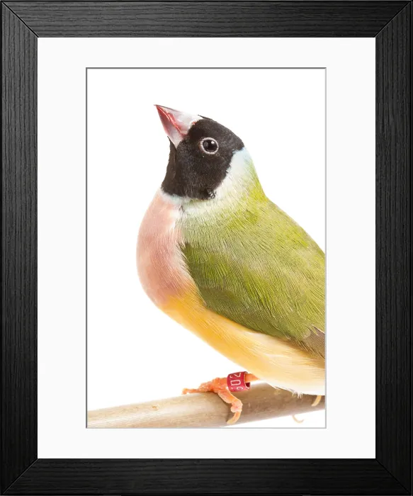 Framed Print : Gouldian Finch (Erythrura gouldiae) on perch