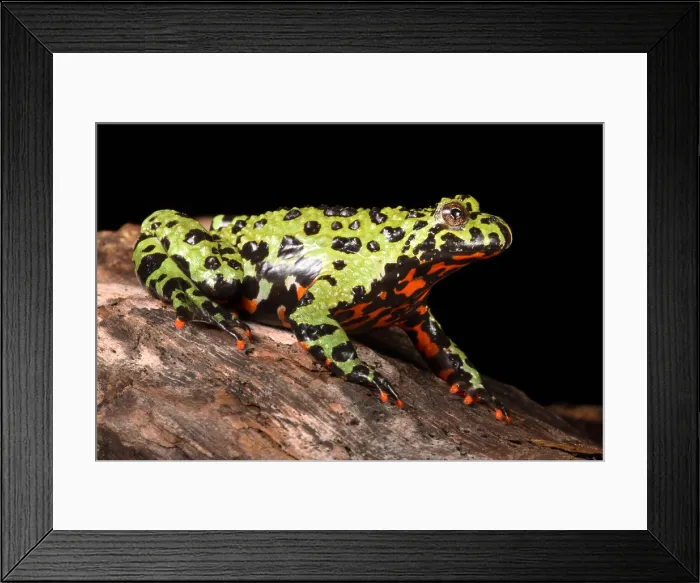Framed Print : Fire Bellied Toad (Bombina orientalis) Framed Print : Fire Bellied Toad (Bombina orientalis)