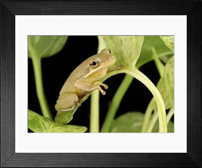 Framed Print : Green Treefrog (Hyla cinerea) Framed Print : Green Treefrog (Hyla cinerea)