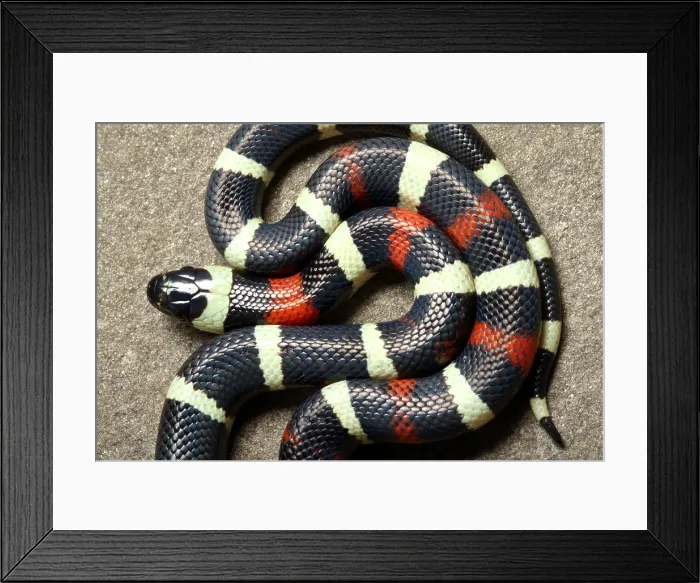 Framed Print : Pueblan Milk Snake (L. triangulum campbelli)