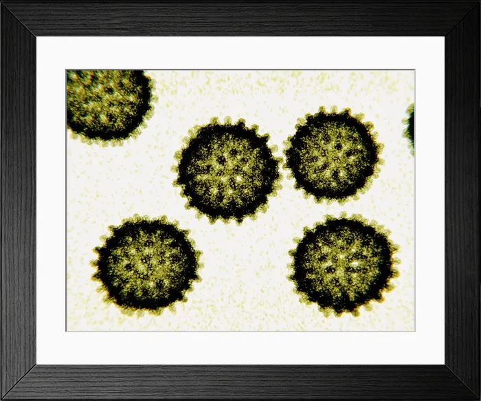 Framed Print : Hepatitis C viruses, 3D illustration