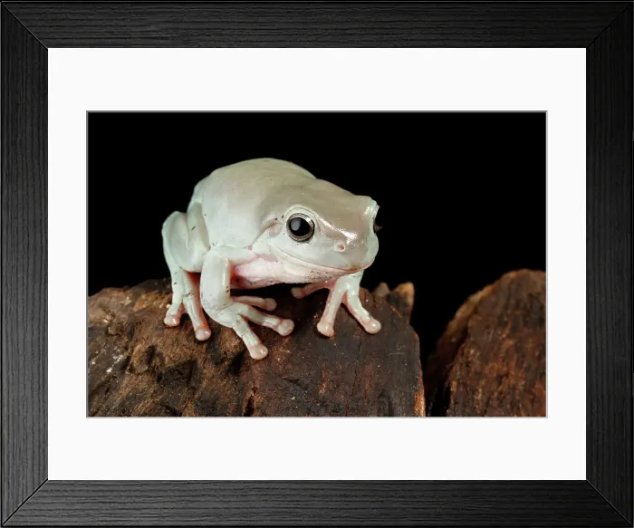 Framed Print : Australian White's Tree Frog Framed Print : Australian White's Tree Frog