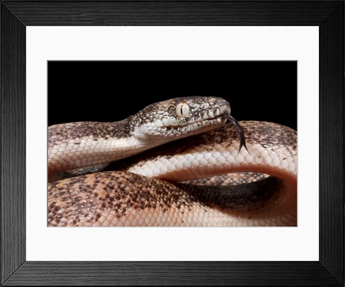 Framed Print : Savu Python in Defensive Posture Framed Print : Savu Python in Defensive Posture